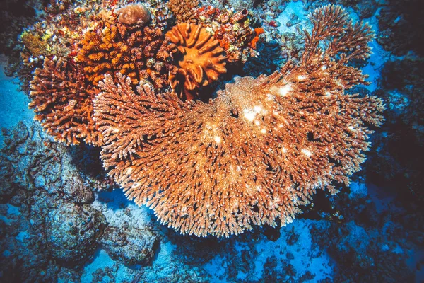 인도양에 화려한 산호의 이미지 — 스톡 사진