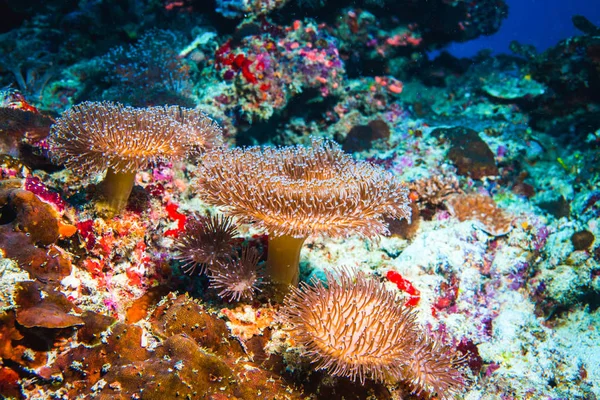 Подводное Изображение Красочных Ярких Мягких Кораллов Индийском Океане — стоковое фото