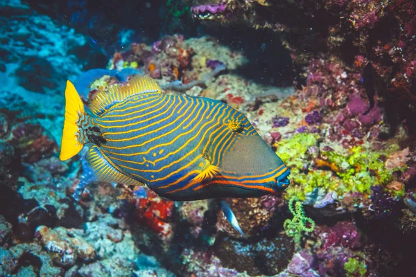 印度洋彩色明亮珊瑚和条纹热带鱼的水下图像 — 图库照片