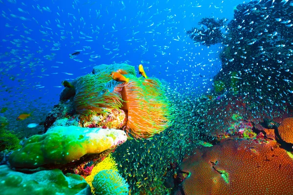 Underwater image of colorful bright soft corals and school of fish in Indian Ocean