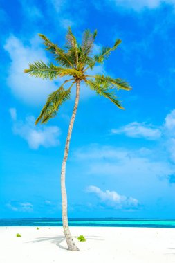 Parlak güneşli gökyüzünün arka planında yeşil palmiye ağacı