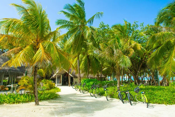 Atolón Lhaviyani Maldivas Julio 2018 Territorio Hotel Lujo Plantas Árboles — Foto de Stock