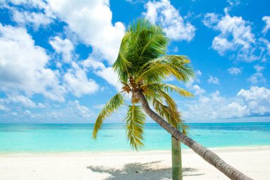 Parlak güneşli gökyüzü arka plan ile kum plajındaki yeşil palmiye ağacı