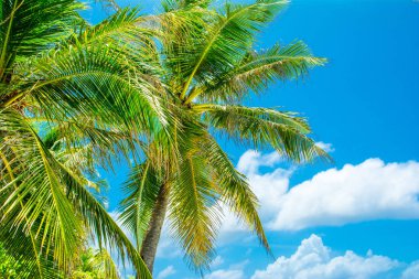 Parlak güneşli gökyüzünün arka planında yeşil palmiye ağacı