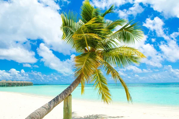 Parlak güneşli gökyüzünün arka planında yeşil palmiye ağacı