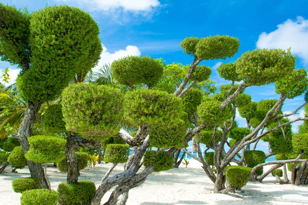 Bela Paisagem Com Árvore Tropical Praia Areia Oceano Índico Maldivas — Fotografia de Stock