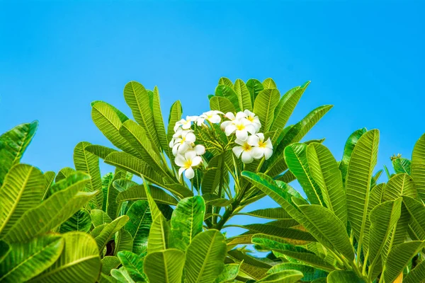 Frangipani Träd Med Vit Blomma Bakgrund Blå Himmel — Stockfoto