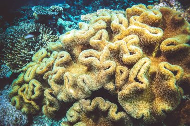 Hint Okyanusu'nda renkli parlak yumuşak mercanlar sualtı görüntü