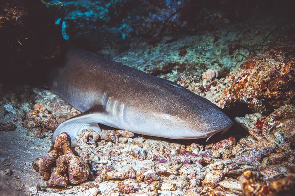 Onderwater Foto Van Haai Zitten Een Koraalrif Middellandse Zee — Stockfoto