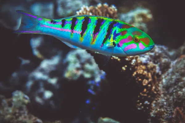 印度洋珊瑚礁下羽状 Spad 鱼的水下图像 — 图库照片