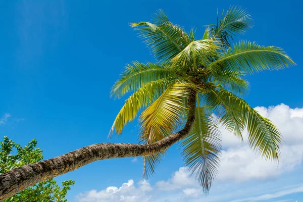 Тропічний пальмових дерев — стокове фото