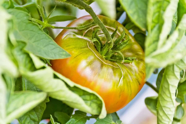 Foto Einer Frischen Grünen Tomate Garten — Stockfoto