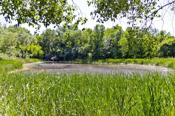 Summer Landscape Lake Sun Green Forest — Stock Photo, Image
