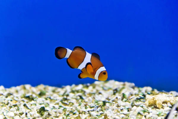 Horizontal Photo Clown Fish Aquarium Bottom — Stock Photo, Image