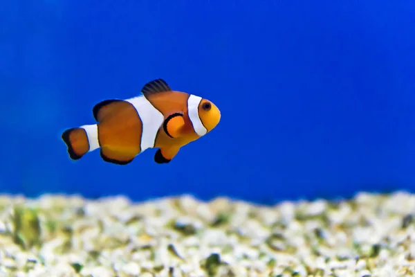 Photo Horizontale Poissons Clowns Sur Fond Aquarium — Photo