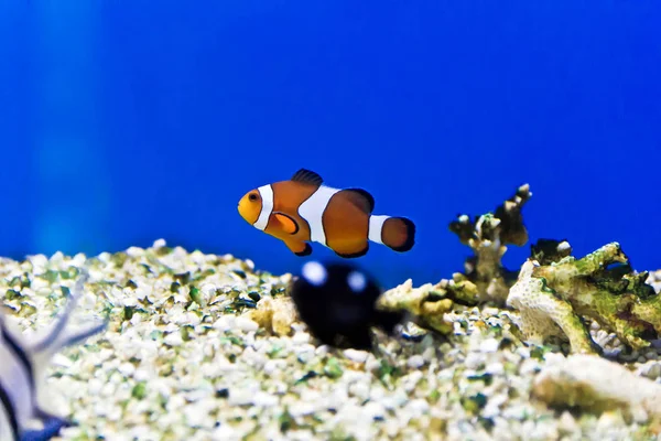 Foto Horizontal Peces Payaso Fondo Del Acuario —  Fotos de Stock