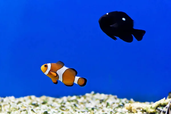 Horizontal Photo Clown Fish Aquarium Bottom — Stock Photo, Image