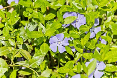Botanik bahçesinde küçük Cezayir menekşesi yatay fotoğrafı