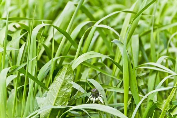 Sommar Bild Mätta Grönt Gräs Textur — Stockfoto