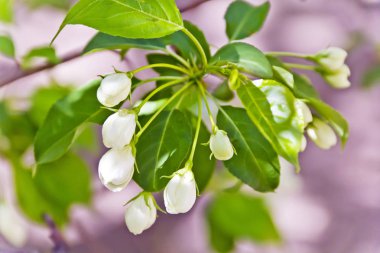 Yeşil dalı bahar zamanında beyaz kiraz çiçekleri ile