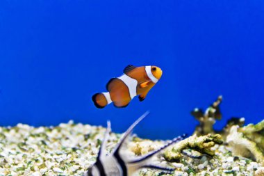 Palyaço balık akvaryum altındaki yatay fotoğraf