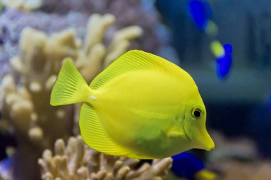 Japon balığı zebrasoma flavescens Hayvanat Bahçesi akvaryum altta fotoğrafı