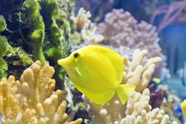 Japon balığı zebrasoma flavescens Hayvanat Bahçesi akvaryum altta fotoğrafı