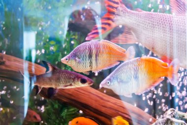 İki melanotaenia boesemani Hayvanat Bahçesi akvaryum fotoğraf