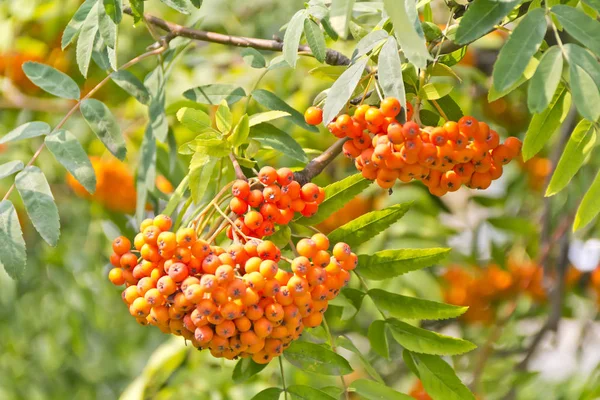 Yellow Ripe Rowanberry Branch Sunny Light — Stock Photo, Image