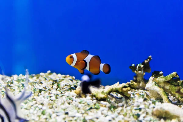 Horizontal Photo Clown Fish Aquarium Bottom — Stock Photo, Image