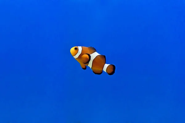 Horizontal Photo Clown Fish Aquarium Bottom — Stock Photo, Image