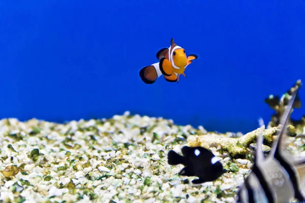 Horizontal Photo Clown Fish Aquarium Bottom — Stock Photo, Image