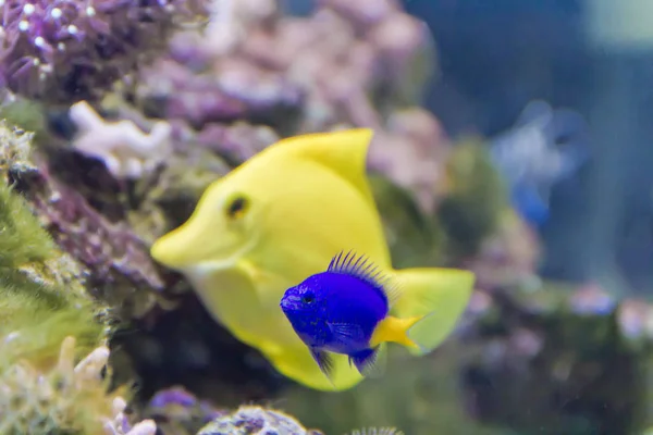 水族館で黄色の Zebrasoma 背景に Chrysiptera Parasema — ストック写真