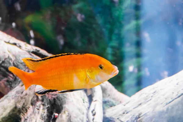 Foto Labidochromis Caeruleus Amarelo Aquário — Fotografia de Stock