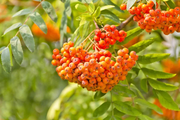 Red Ripe Rowanberry Branch Sunny Light — Stock Photo, Image