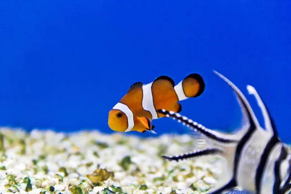 Horizontal Photo Clown Fish Aquarium Bottom — Stock Photo, Image