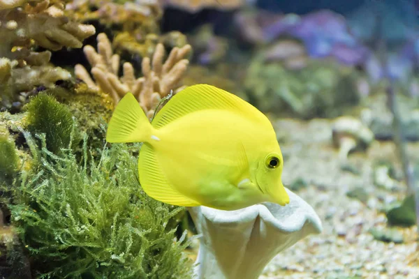 Foto Von Goldfisch Zebrasoma Flavescens Zoo Auf Aquarienboden — Stockfoto