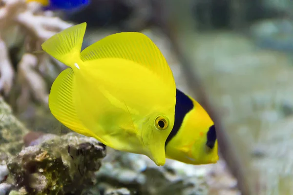 Poisson Rouge Zebrasoma Flavescens Ange Dans Zoo Sur Fond Aquarium — Photo