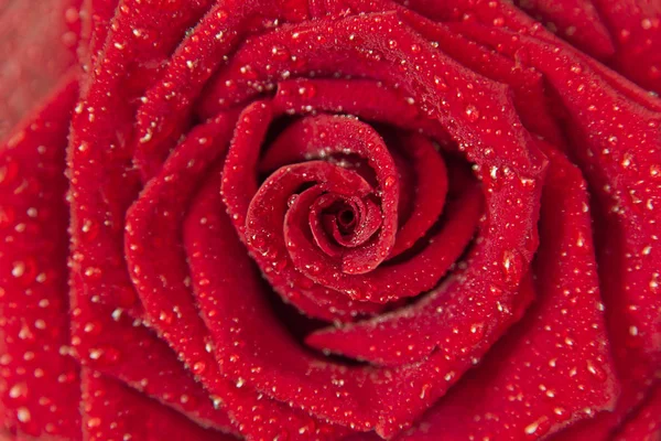 Background Dark Red Rose Droplets Dew Closeu — Stock Photo, Image