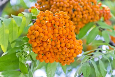 Güneşli ışık sarı olgun rowanberry şube