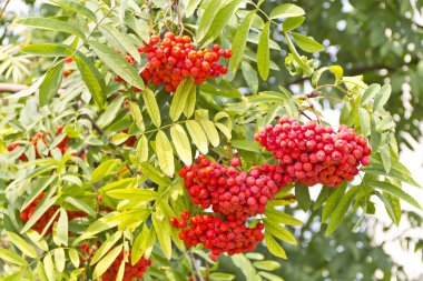 Yaz günü dalında kırmızı olgun rowanberry