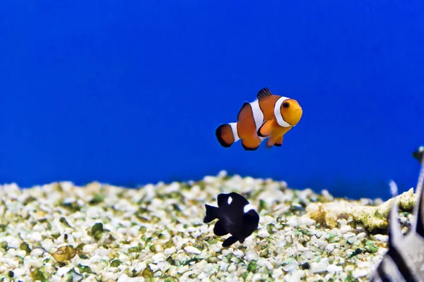 Photo Horizontale Poissons Clowns Sur Fond Aquarium — Photo