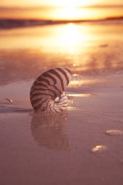 Nautilus deniz kabuğu yumuşak günbatımı ışık dalgaları ile altın kum plaj