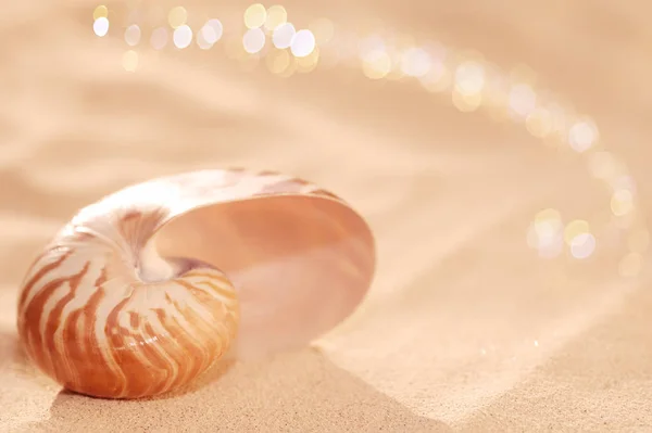 Nautilus Conchiglia Sulla Spiaggia Sabbia Dorata Con Onde Morbida Luce — Foto Stock