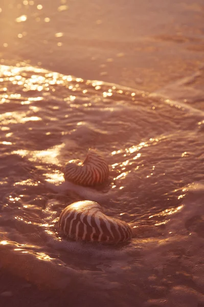 Nautilus Deniz Kabuğu Yumuşak Günbatımı Işık Dalgaları Ile Altın Kum — Stok fotoğraf