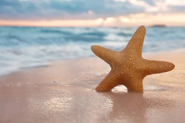 沙滩上的红海星 海洋的天空和海景 — 图库照片