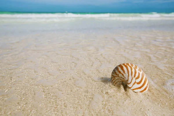 柔らかい太陽の光で波を持つ黄金の砂のビーチのノーチラスの貝殻 — ストック写真