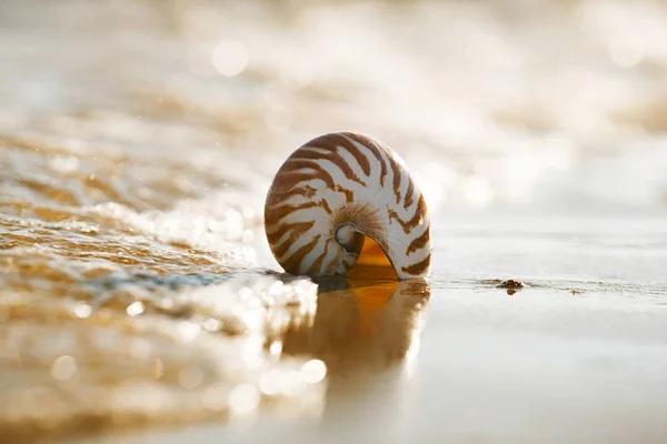 Praia Verão Britânica Com Casca Mar Nautilus Pompilius — Fotografia de Stock