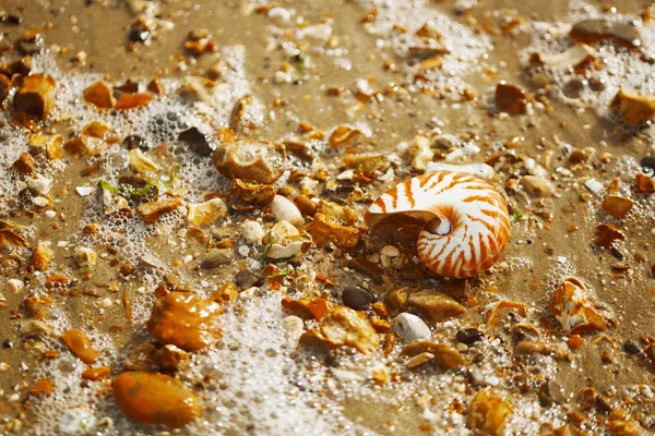 Grande Praia Calhau Verão Britânico Com Casca Mar Nautilus Pompilius — Fotografia de Stock