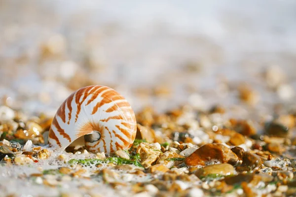Spiaggia Estiva Britannica Con Conchiglia Nautilus Pompilius — Foto Stock